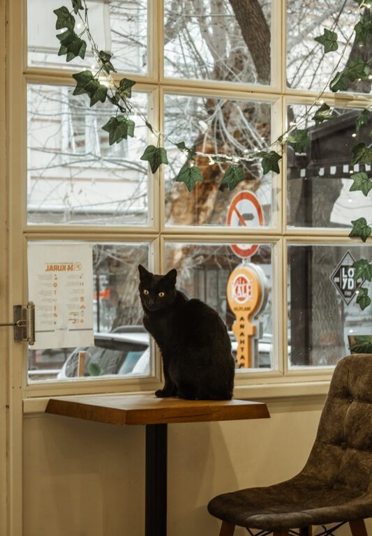 How to Set Up a Cozy, Pet-Friendly Home Corner